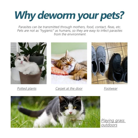 50 ml anti-vlooien- en tekenmiddel voor katten en honden - Effectieve ontworming en huidreiniging 